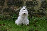 BICHON MALTAIS 163